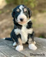 Shamrock, a male Aussiedoodle and Miniature Aussiedoodle for sale in San Diego, CA – 3 of 5