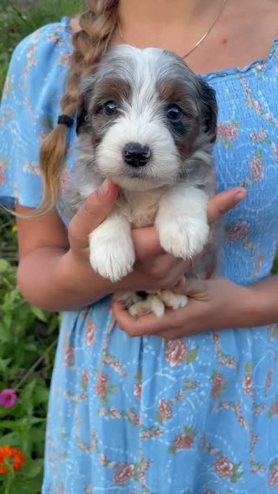 Cayenne, a male Aussiedoodle and Miniature Aussiedoodle for sale in Jamul, CA – 4 of 4