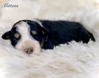 Mittens, a female Aussiedoodle for sale in San Diego, CA – 4 of 4
