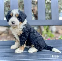 Rose, a female Aussiedoodle and Miniature Aussiedoodle for sale in San Diego, CA – 1 of 6