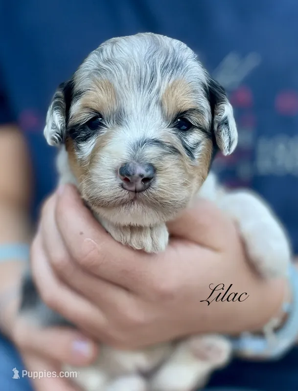 Lilac – Aussiedoodle, Miniature Aussiedoodle puppy for sale in San Diego, CA