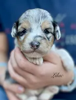 Lilac, a female Aussiedoodle and Miniature Aussiedoodle for sale in San Diego, CA – 1 of 3