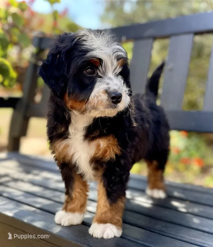 Arrow – Aussiedoodle, Miniature Aussiedoodle puppy for sale in San Diego, CA