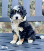 Daisy, a female Aussiedoodle and Miniature Aussiedoodle for sale in San Diego, CA – 2 of 6