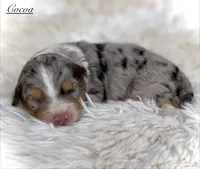 Cocoa, a female Aussiedoodle and Miniature Aussiedoodle for sale in San Diego, CA – 4 of 4
