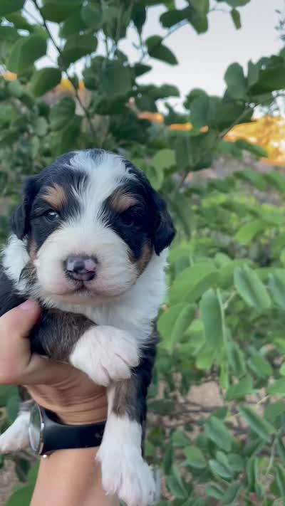 Cedar, a male Aussiedoodle and Miniature Aussiedoodle for sale in San Diego, CA – 4 of 4