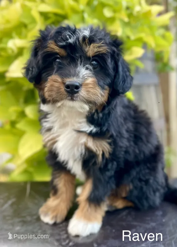 Raven – Aussiedoodle, Miniature Aussiedoodle puppy for sale in Jamul, CA