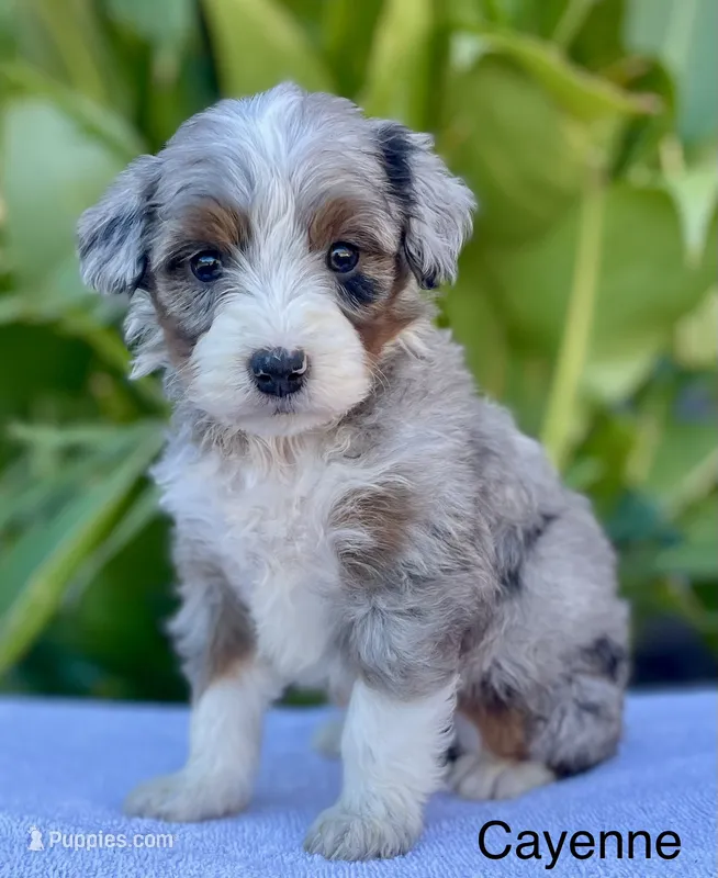 Cayenne, a male Aussiedoodle and Miniature Aussiedoodle for sale in Jamul, CA – 1 of 4