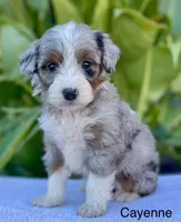 Cayenne, a male Aussiedoodle and Miniature Aussiedoodle for sale in Jamul, CA – 1 of 4