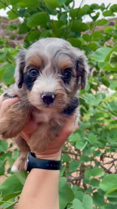Autumn , a female Aussiedoodle and Miniature Aussiedoodle for sale in Jamul, CA – 4 of 10