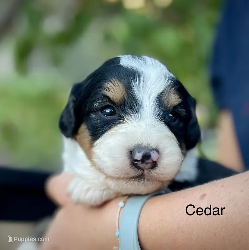 Cedar – Aussiedoodle, Miniature Aussiedoodle puppy for sale in San Diego, CA