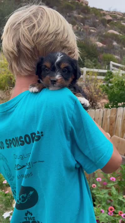 Raven, a female Aussiedoodle and Miniature Aussiedoodle for sale in Jamul, CA – 2 of 8