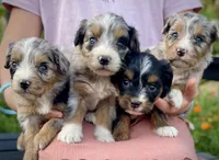 Autumn , a female Aussiedoodle and Miniature Aussiedoodle for sale in San Diego, CA – 2 of 3