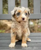 Pumpkin Spice ( one blue eye) , a female Aussiedoodle and Miniature Aussiedoodle for sale in San Diego, CA – 3 of 7