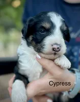 Cypress, a male Aussiedoodle and Miniature Aussiedoodle for sale in San Diego, CA – 5 of 6