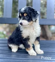 Poppy, a female Aussiedoodle and Miniature Aussiedoodle for sale in San Diego, CA – 2 of 8