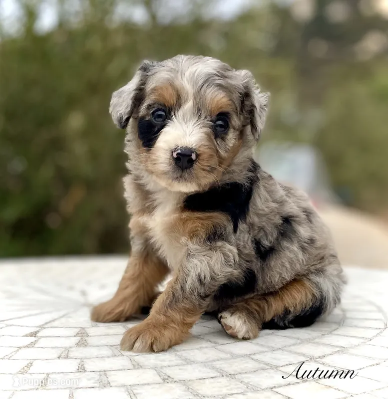 Autumn  – Aussiedoodle, Miniature Aussiedoodle puppy for sale in San Diego, CA
