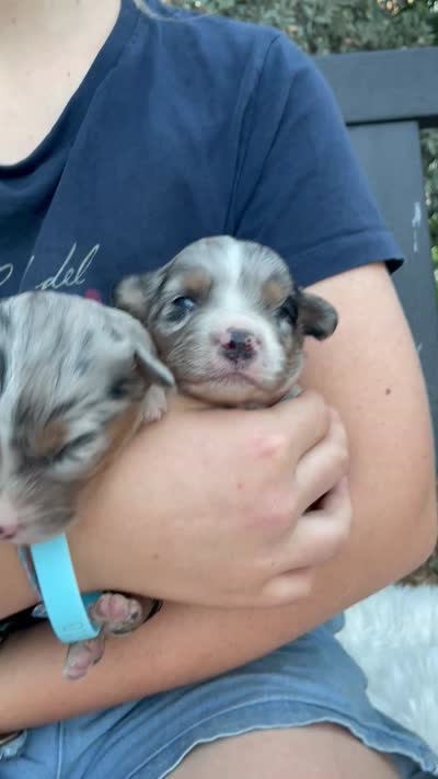 Pumpkin Spice , a female Aussiedoodle and Miniature Aussiedoodle for sale in San Diego, CA – 4 of 4