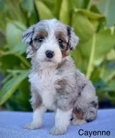 Cayenne, a male Aussiedoodle and Miniature Aussiedoodle for sale in Jamul, CA – 2 of 4