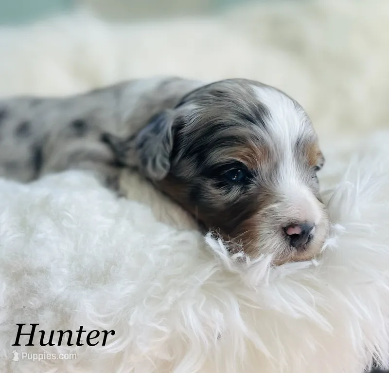 Hunter – Aussiedoodle, Miniature Aussiedoodle puppy for sale in San Diego, CA