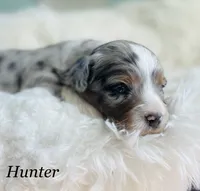 Hunter, a male Aussiedoodle and Miniature Aussiedoodle for sale in San Diego, CA – 1 of 6