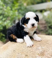 Forest *BLUE EYES*, a male Aussiedoodle and Miniature Aussiedoodle for sale in San Diego, CA – 3 of 9