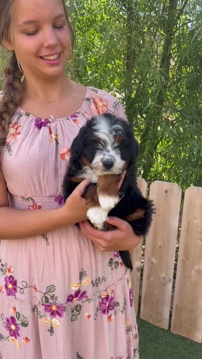 Arrow, a male Aussiedoodle and Miniature Aussiedoodle for sale in San Diego, CA – 9 of 10