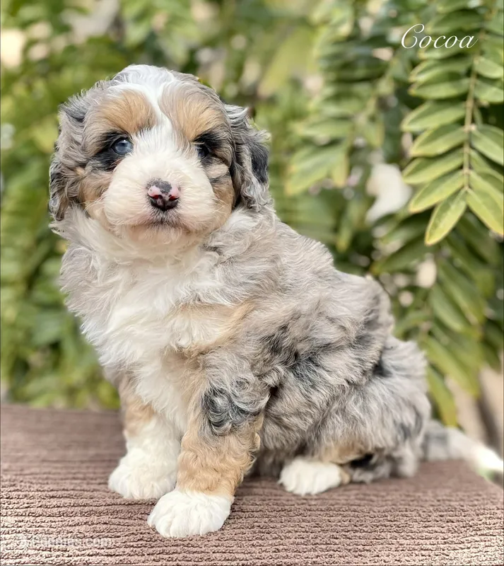 Cocoa – Aussiedoodle, Miniature Aussiedoodle puppy for sale in San Diego, CA