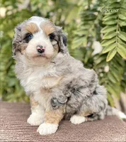 Cocoa, a female Aussiedoodle and Miniature Aussiedoodle for sale in San Diego, CA – 1 of 4