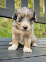 October (one blue eye) , a male Aussiedoodle and Miniature Aussiedoodle for sale in San Diego, CA – 2 of 5