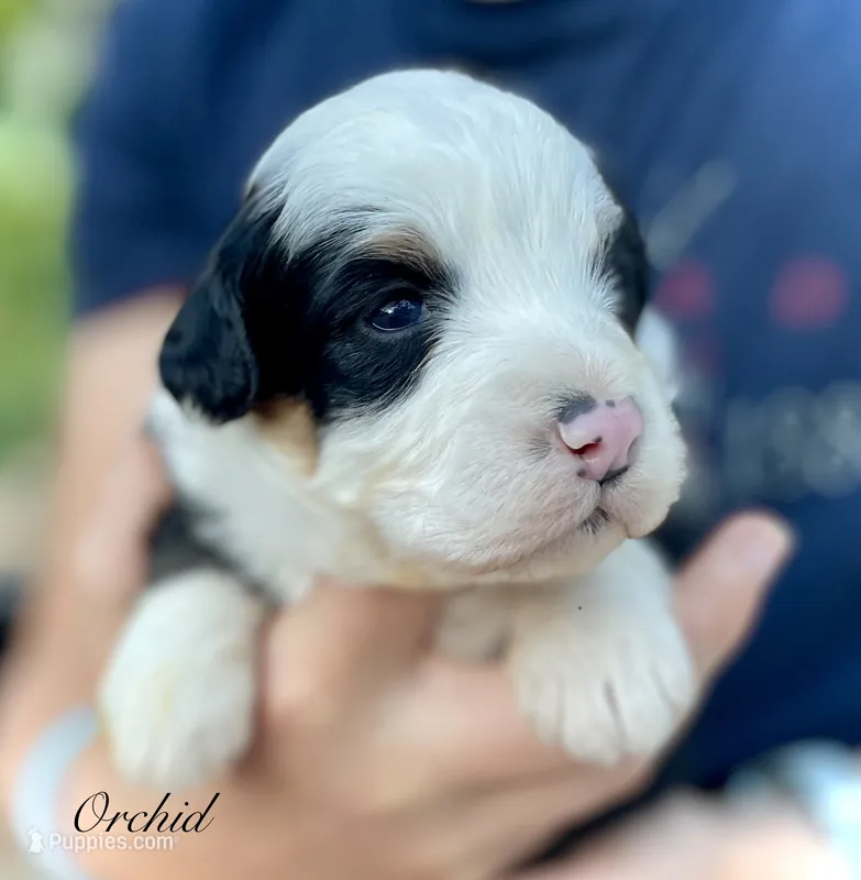 Orchid  – Aussiedoodle, Miniature Aussiedoodle puppy for sale in San Diego, CA
