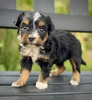 Raven, a female Aussiedoodle and Miniature Aussiedoodle for sale in Jamul, CA – 8 of 8