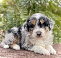 Blizzard *BLUE EYES*, a male Aussiedoodle and Miniature Aussiedoodle for sale in San Diego, CA – Photo 2 of 10