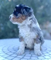 Blizzard *BLUE EYES*, a male Aussiedoodle and Miniature Aussiedoodle for sale in San Diego, CA – Photo 5 of 10