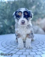 Blizzard *BLUE EYES*, a male Aussiedoodle and Miniature Aussiedoodle for sale in San Diego, CA – Photo 6 of 10