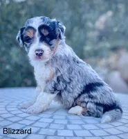 Blizzard *BLUE EYES*, a male Aussiedoodle and Miniature Aussiedoodle for sale in San Diego, CA – Photo 4 of 10