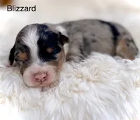Blizzard *BLUE EYES*, a male Aussiedoodle and Miniature Aussiedoodle for sale in San Diego, CA – Photo 10 of 10