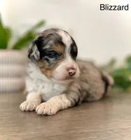 Blizzard *BLUE EYES*, a male Aussiedoodle and Miniature Aussiedoodle for sale in San Diego, CA – Photo 8 of 10
