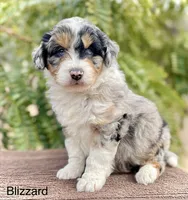 Blizzard *BLUE EYES*, a male Aussiedoodle and Miniature Aussiedoodle for sale in San Diego, CA – Photo 1 of 10