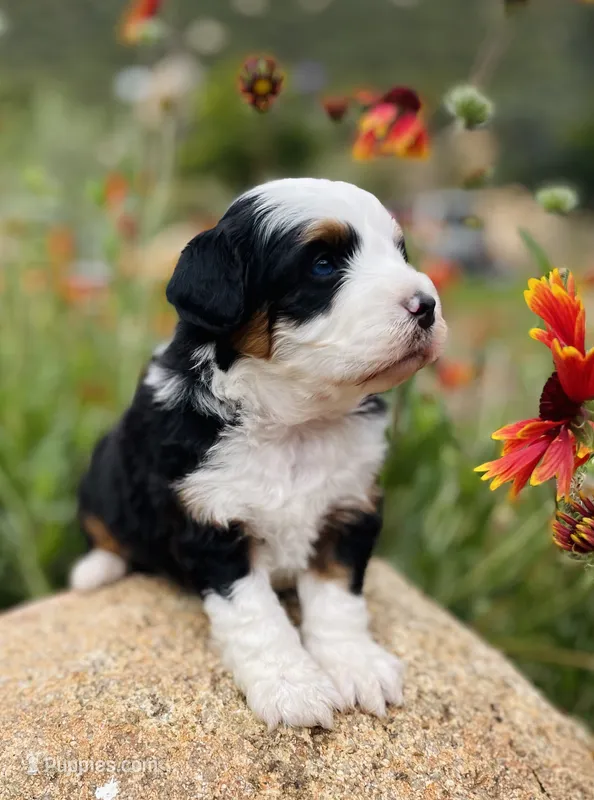 Forest *BLUE EYES* – Aussiedoodle, Miniature Aussiedoodle puppy for sale in San Diego, CA