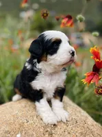 Forest *BLUE EYES*, a male Aussiedoodle and Miniature Aussiedoodle for sale in San Diego, CA – 2 of 9