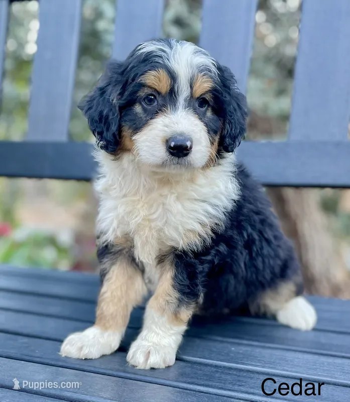 Cedar – Aussiedoodle, Miniature Aussiedoodle puppy for sale in San Diego, CA