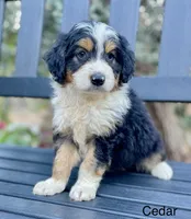 Cedar, a male Aussiedoodle and Miniature Aussiedoodle for sale in Jamul, CA – 1 of 7