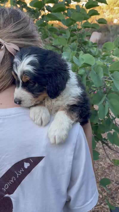 Cedar, a male Aussiedoodle and Miniature Aussiedoodle for sale in Jamul, CA – 3 of 7