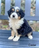 Cedar, a male Aussiedoodle and Miniature Aussiedoodle for sale in Jamul, CA – 2 of 7