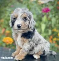 Autumn , a female Aussiedoodle and Miniature Aussiedoodle for sale in Jamul, CA – 6 of 10