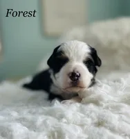 Forest , a male Aussiedoodle and Miniature Aussiedoodle for sale in San Diego, CA – 2 of 5