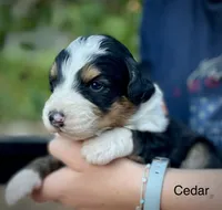 Cedar, a male Aussiedoodle and Miniature Aussiedoodle for sale in San Diego, CA – 3 of 4