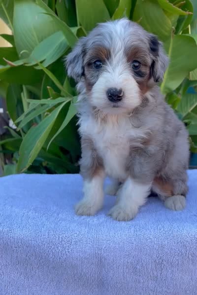 Cayenne, a male Aussiedoodle and Miniature Aussiedoodle for sale in Jamul, CA – 3 of 4