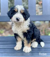 Rose, a female Aussiedoodle and Miniature Aussiedoodle for sale in San Diego, CA – 2 of 6